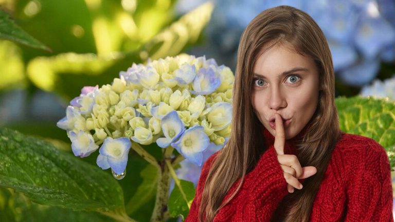 Hortensias : quand les tailler pour une floraison généreuse et colorée ?
