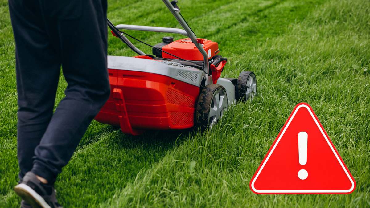 Interdiction de tondre la pelouse : la polémique enfle, faut-il vraiment laisser pousser son jardin ?