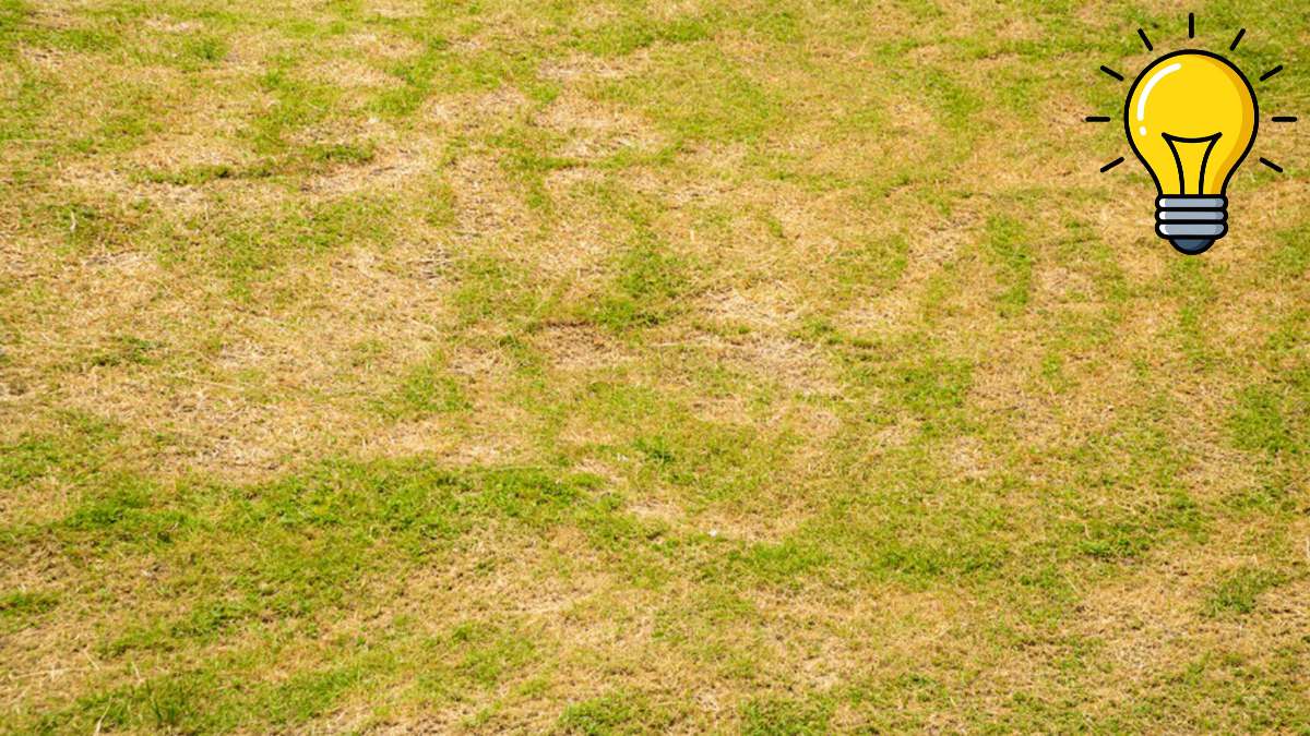 La pelouse jaune, c’est fini ! Découvrez l’astuce à adopter dès aujourd’hui pour éviter la catastrophe cet été