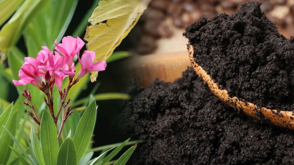 Laurier rose et marc de café : une combinaison parfaite pour votre jardin ?