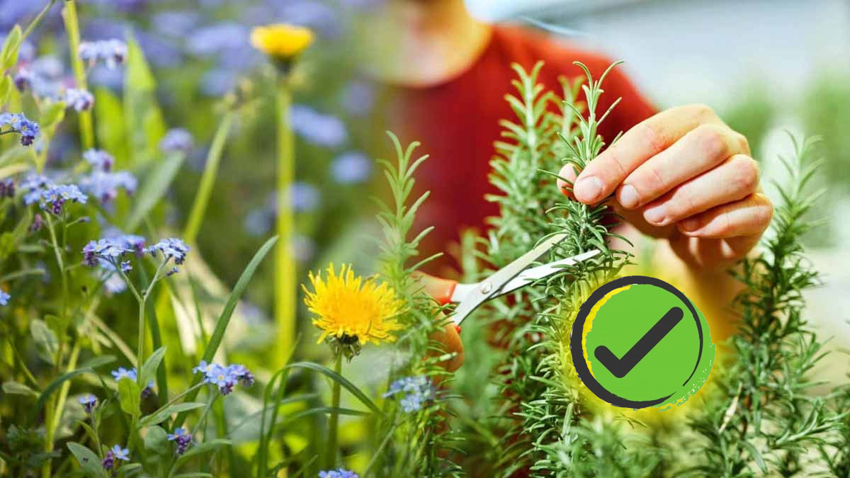 L’astuce des jardiniers pour redonner vie à un romarin fatigué