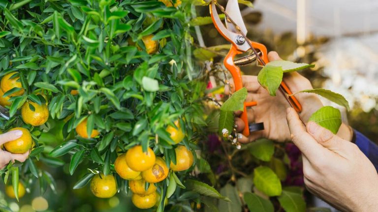 Le guide malin pour bien tailler son citronnier : des fruits à gogo l'année prochaine !