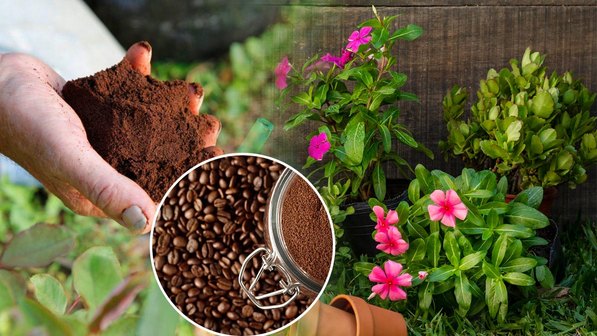 Arrêtez de jeter votre marc de café : voici comment l’utiliser pour booster la croissance de vos plantes