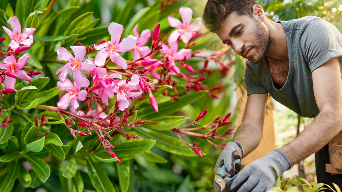 L’engrais naturel que les jardiniers experts recommandent au pied du laurier-rose pour une floraison éclatante