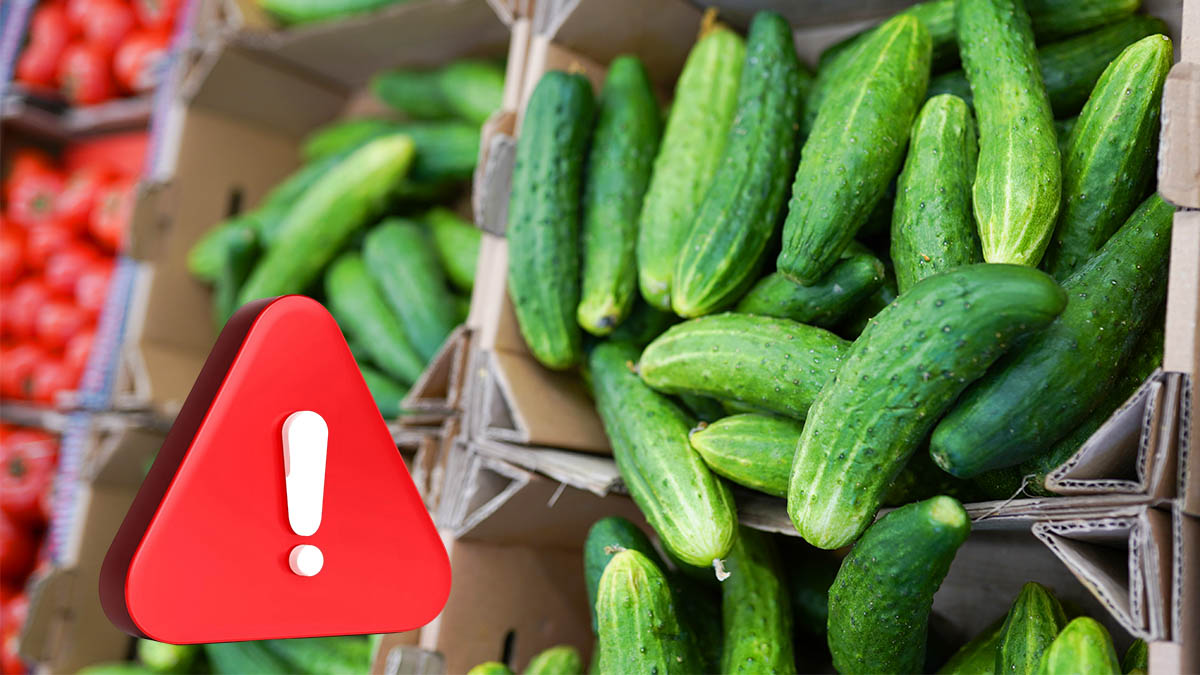 Les concombres produits dans ces pays sont remplis de pesticides (et non, ce n’est pas l’Espagne !)