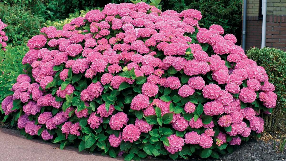 Les hortensias, c’est fini : pourquoi les jardiniers déconseillent de les planter cette année ?