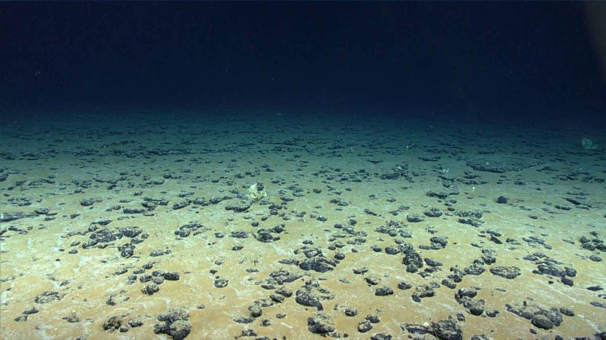 L’Europe découvre le plus grand trésor jamais trouvé enfoui sous l’océan : près de 45 000 tonnes en sont extraites chaque année