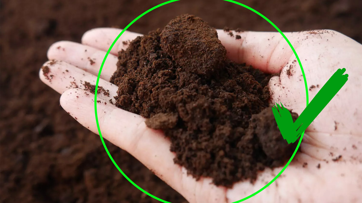 Ne jetez plus jamais votre marc de café : ces plantes en raffolent !