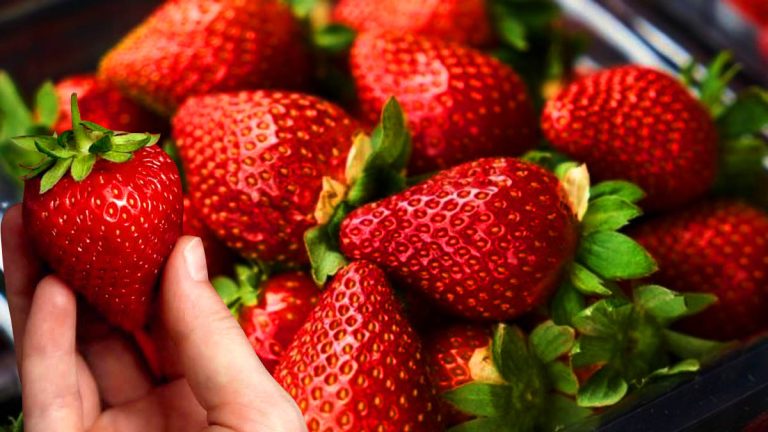 Ni réfrigérateur ni corbeille à fruits : conservez vos fraises à cet endroit précis pour éviter qu’elles s’abîment
