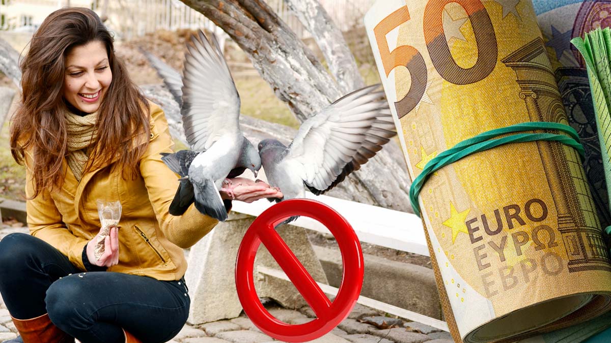 Nourrir les pigeons est un délit peu connu passible de 60 000 € d’amende : que faire si votre voisin enfreint la loi ?