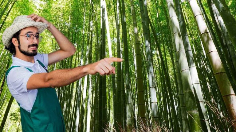 Oubliez le bambou, ces deux arbustes non envahissants et à croissance rapide sont parfaits pour une haie esthétique