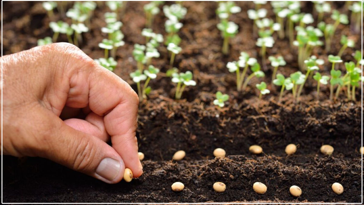 Potager de printemps : semez dès maintenant ces trois légumes, avant la fin du mois de mai !