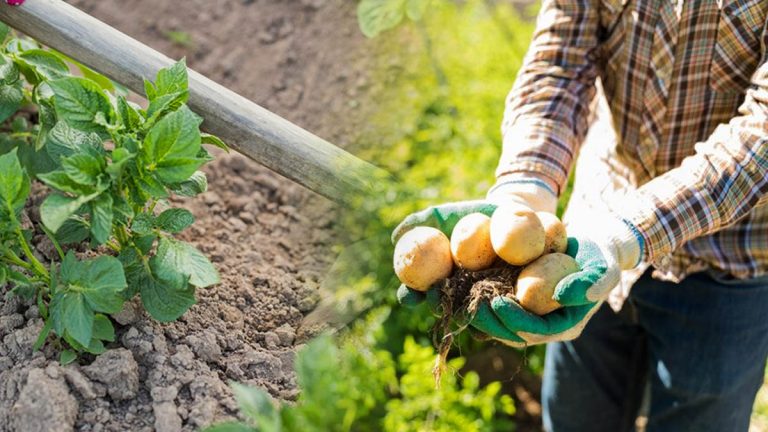 Quand planter les pommes de terre en 2025 : le guide pour une récolte réussie