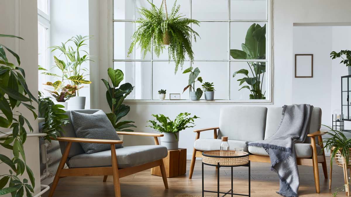 Que révèle la présence de nombreuses plantes dans la maison selon la psychologie ?