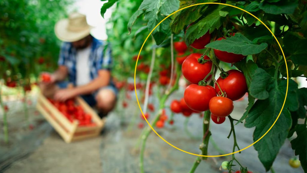 Récoltez des tonnes de tomates sur un seul pied grâce à ces astuces incontournables !