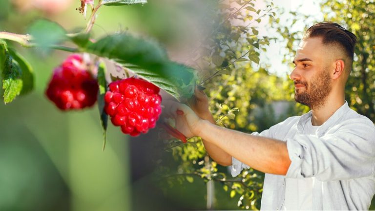 Taille des framboisiers : les gestes clés pour récolter des fruits à profusion