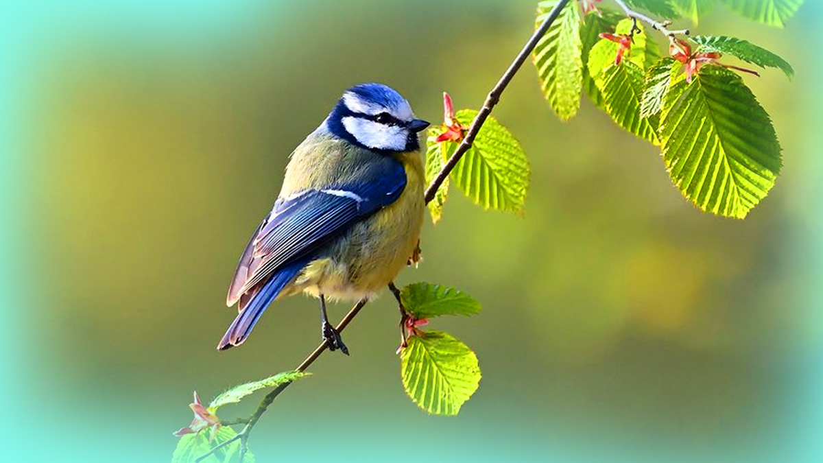Un simple objet, un effet spectaculaire : ce geste pratique est capable de protéger de nombreuses mésanges dans votre jardin
