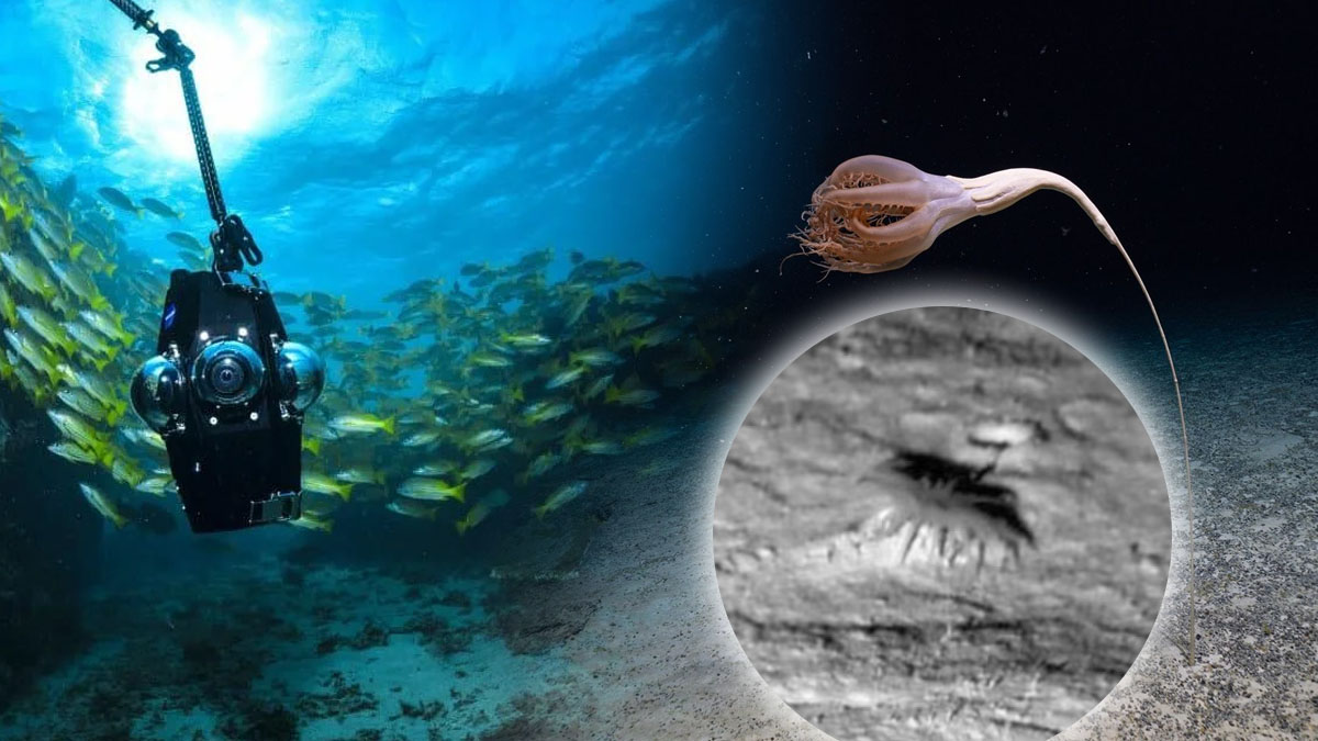 Une caméra sous l’océan capte une créature mystérieuse à 3 miles sous la surface