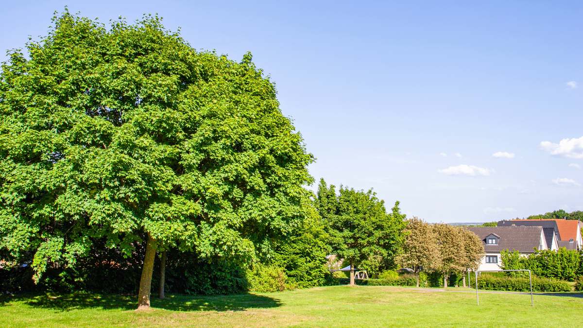 Voici l’arbre estival par excellence : il pousse vite, supporte la sécheresse et transforme votre jardin en une véritable oasis