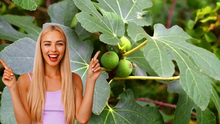 Voici le secret bien gardé du figuier : ses feuilles sont comestibles et bénéfiques pour la santé…