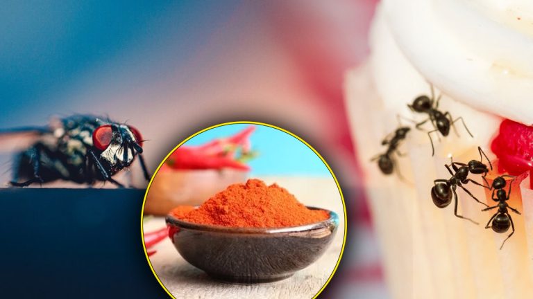 Voici l'ingrédient secret de votre cuisine qui fait fuir les mouches et fourmis en un clin d’œil !