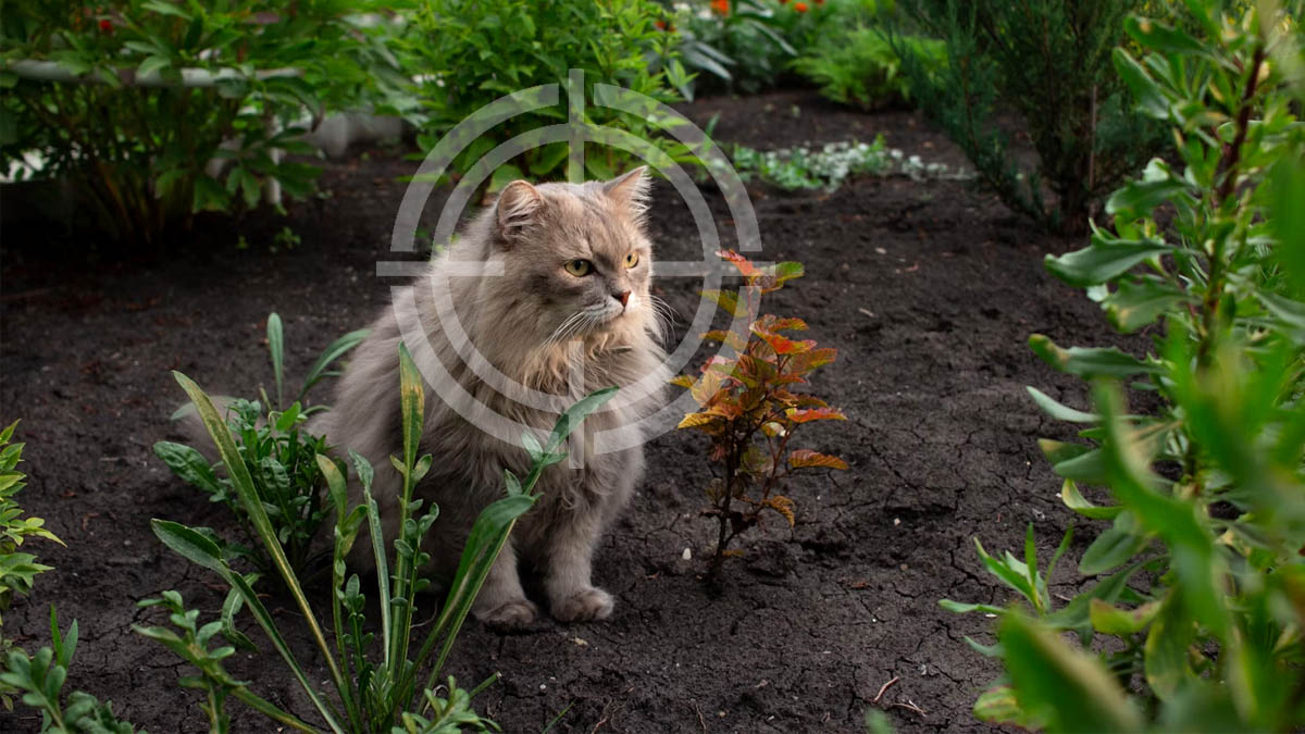 Votre potager est devenu le terrain favori des chats pour faire leurs besoins ? Voici comment les éloigner sans leur faire de mal